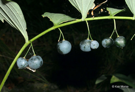 Слика од Polygonatum pubescens (Willd.) Pursh