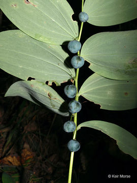 Polygonatum pubescens (Willd.) Pursh resmi