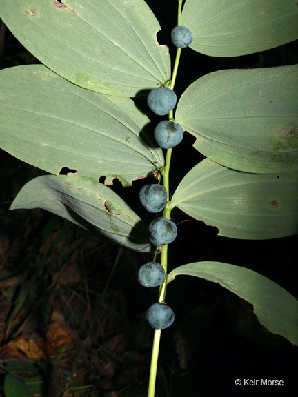 Слика од Polygonatum pubescens (Willd.) Pursh