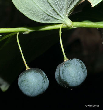 Polygonatum pubescens (Willd.) Pursh resmi