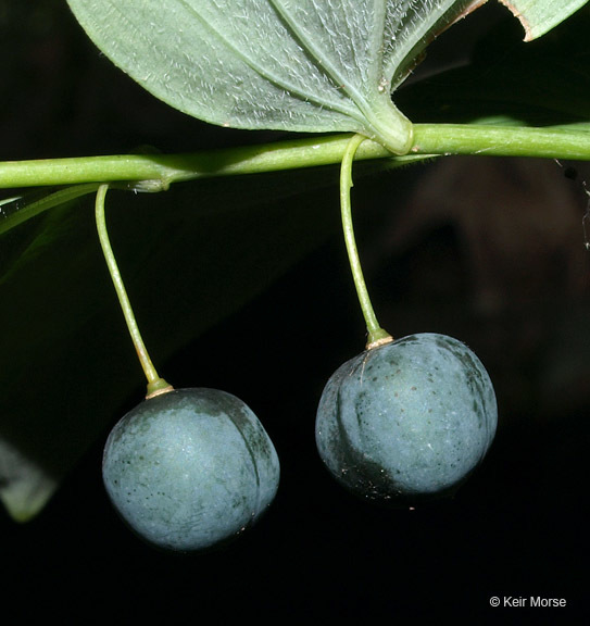 Polygonatum pubescens (Willd.) Pursh resmi