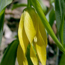Image of largeflower bellwort