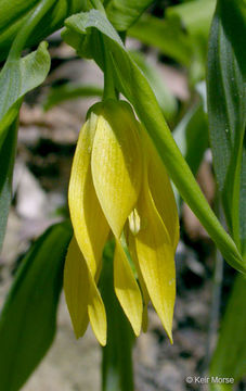 Imagem de Uvularia grandiflora Sm.
