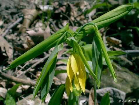 Image of largeflower bellwort