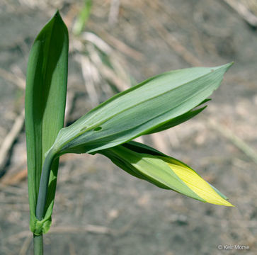 Image of largeflower bellwort