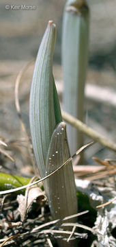 Image de Uvularia grandiflora Sm.