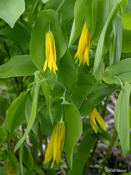 Image of largeflower bellwort