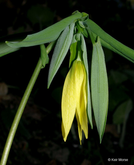 Image of largeflower bellwort