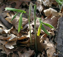 Image of largeflower bellwort