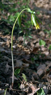 Image of largeflower bellwort