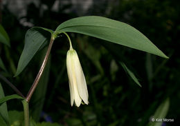 Image of sessileleaf bellwort