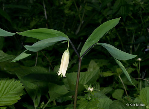 Image of sessileleaf bellwort