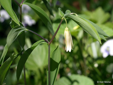 Image of sessileleaf bellwort