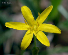 Image of common goldstar