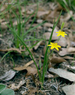 Image of common goldstar