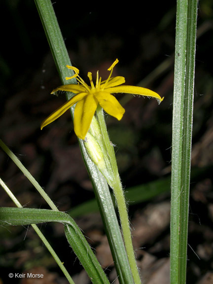 Image of common goldstar