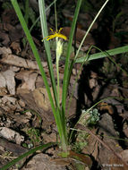 Image of common goldstar