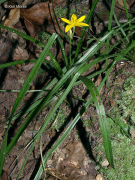 Image of common goldstar