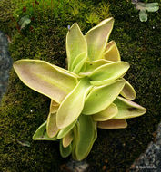 Image of Common butterwort