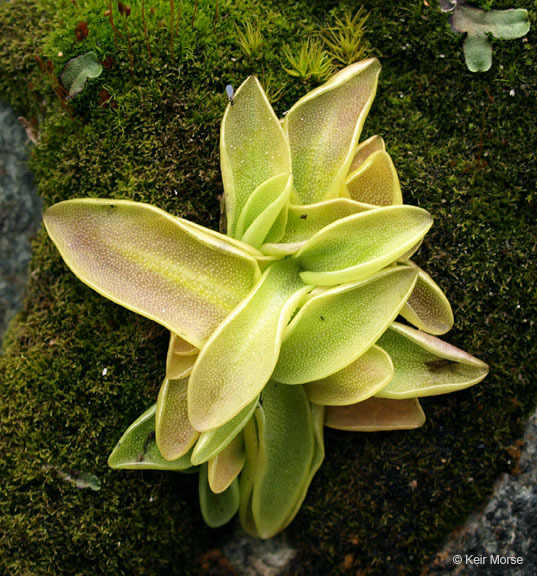 Image of Common butterwort