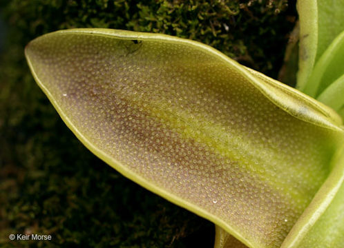 Image of Common butterwort