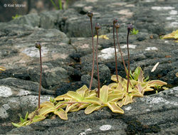 Image of Common butterwort