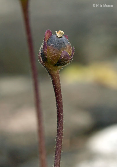 Image of Common butterwort