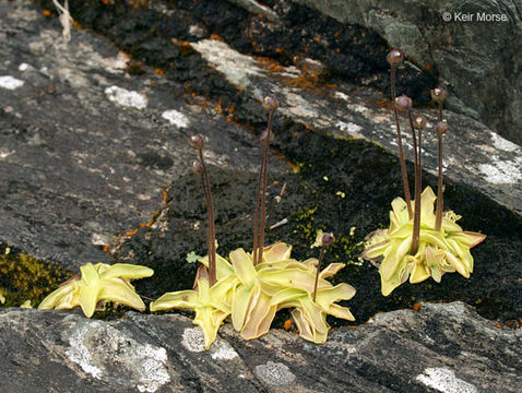 Image of Common butterwort