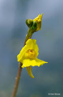 Image of Greater Bladderwort