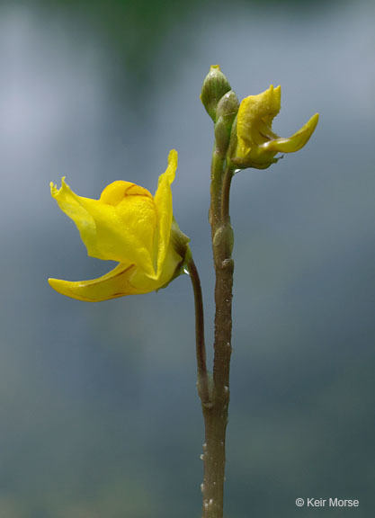 Imagem de Utricularia vulgaris L.