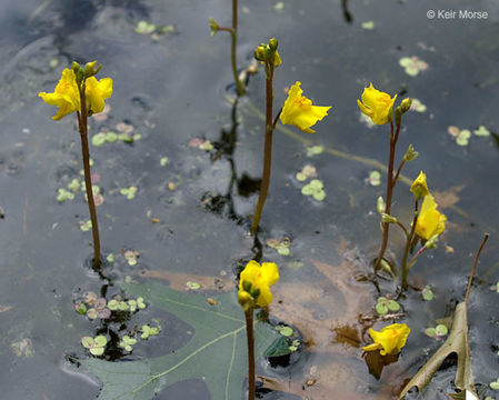 Image de Utriculaire Commune