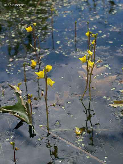 Image of Greater Bladderwort