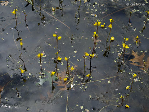 Image of Greater Bladderwort