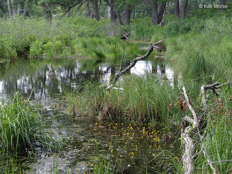 Image of Greater Bladderwort