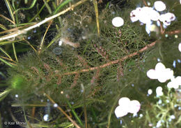 Imagem de Utricularia vulgaris L.