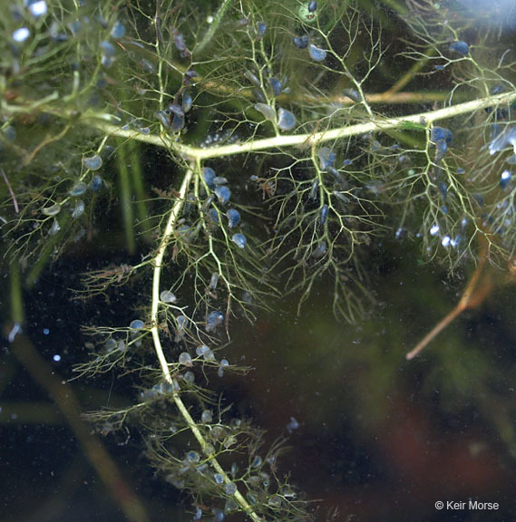 Imagem de Utricularia vulgaris L.