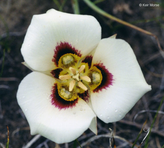 Image of sego lily