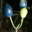 Image of bluebead