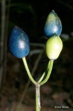 Image of bluebead