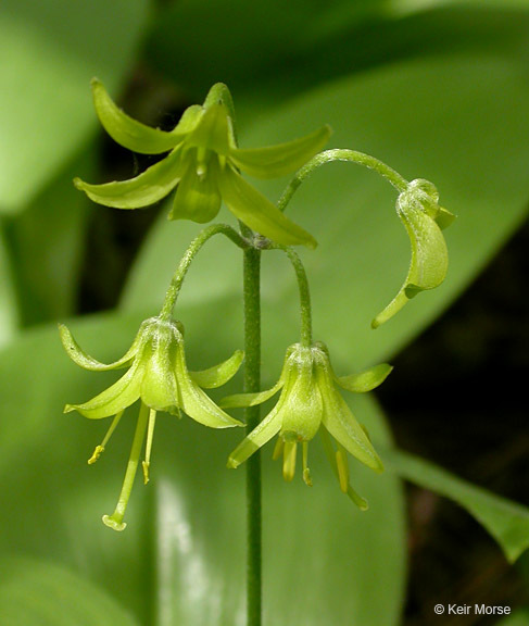 Слика од Clintonia borealis (Aiton) Raf.