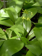 Слика од Clintonia borealis (Aiton) Raf.