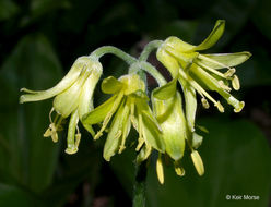 Imagem de Clintonia borealis (Aiton) Raf.