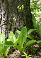 Слика од Clintonia borealis (Aiton) Raf.