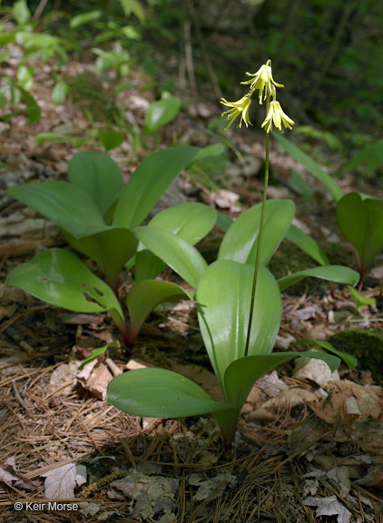 Imagem de Clintonia borealis (Aiton) Raf.