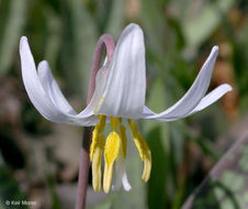 Image of white fawnlily