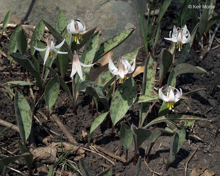 Image of white fawnlily