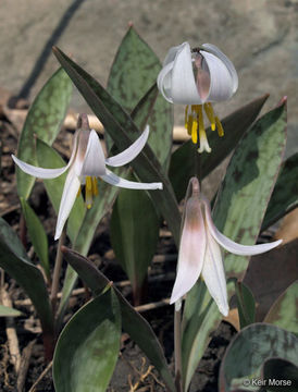 Image of white fawnlily