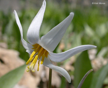 Image of white fawnlily