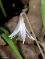 Image of Minnesota fawnlily