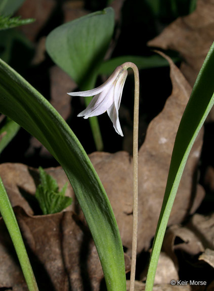 Image of Minnesota fawnlily